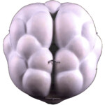 Alba Corrado, 1999. Altar Piece, "A Cloud of Witnesses" - Mixed Media - Private Collection Closed altar piece.